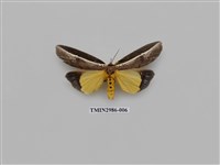 藏品(夜蛾444)的圖片